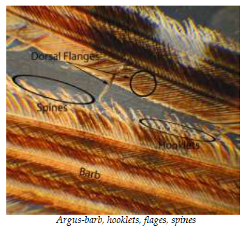 Nature of Feather Construction An important aspect of fly tying is sharing information. In turn it behooves us as fly tiers to speak...